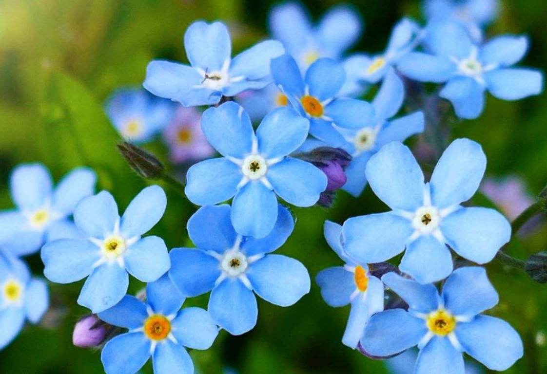 Forget me Not and Mustard Seed Necklace